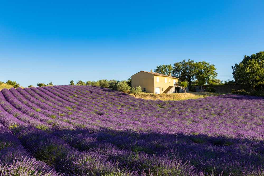 Lavande plateau de Valensole